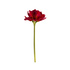 Цветок амариллиса