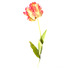 Цветок тюльпана
